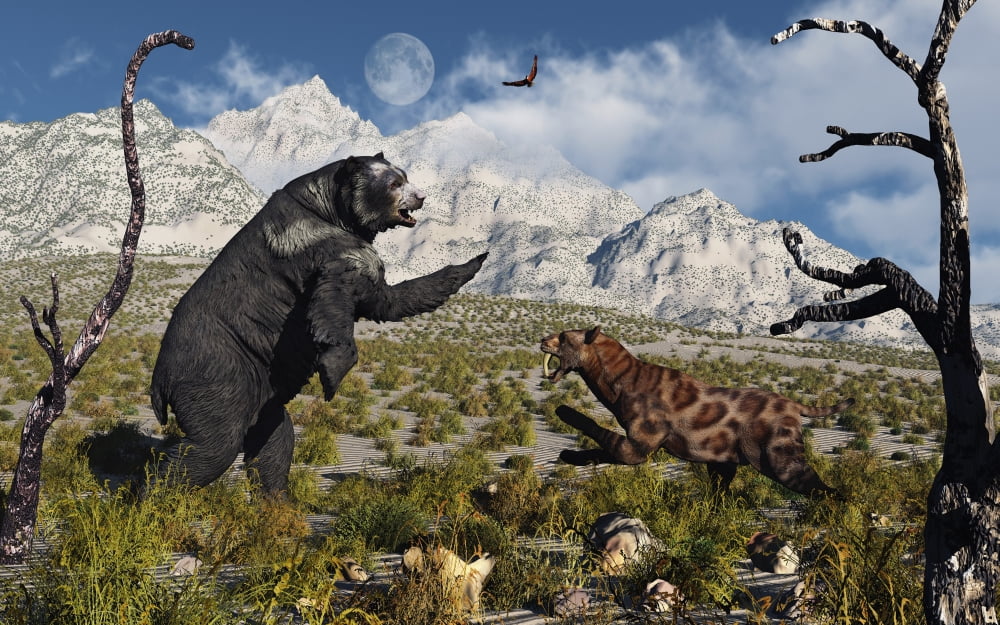 Confrontation between an Arctodus bear and a Sabre-Toothed Tiger Canvas Art - Mark StevensonStocktrek Images (18 x 12)