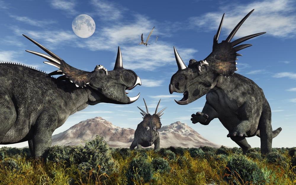 Confrontation between male Styracosaurus dinosaurs Canvas Art - Mark StevensonStocktrek Images (36 x 23)