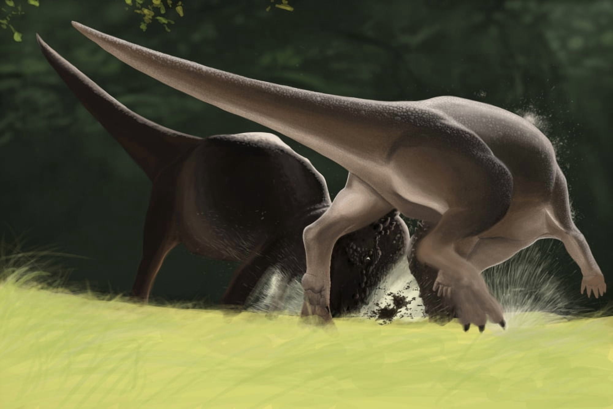 Confrontation between two Pachycephalosaurus dinosaurs Canvas Art - Michele DessiStocktrek Images (35 x 23)