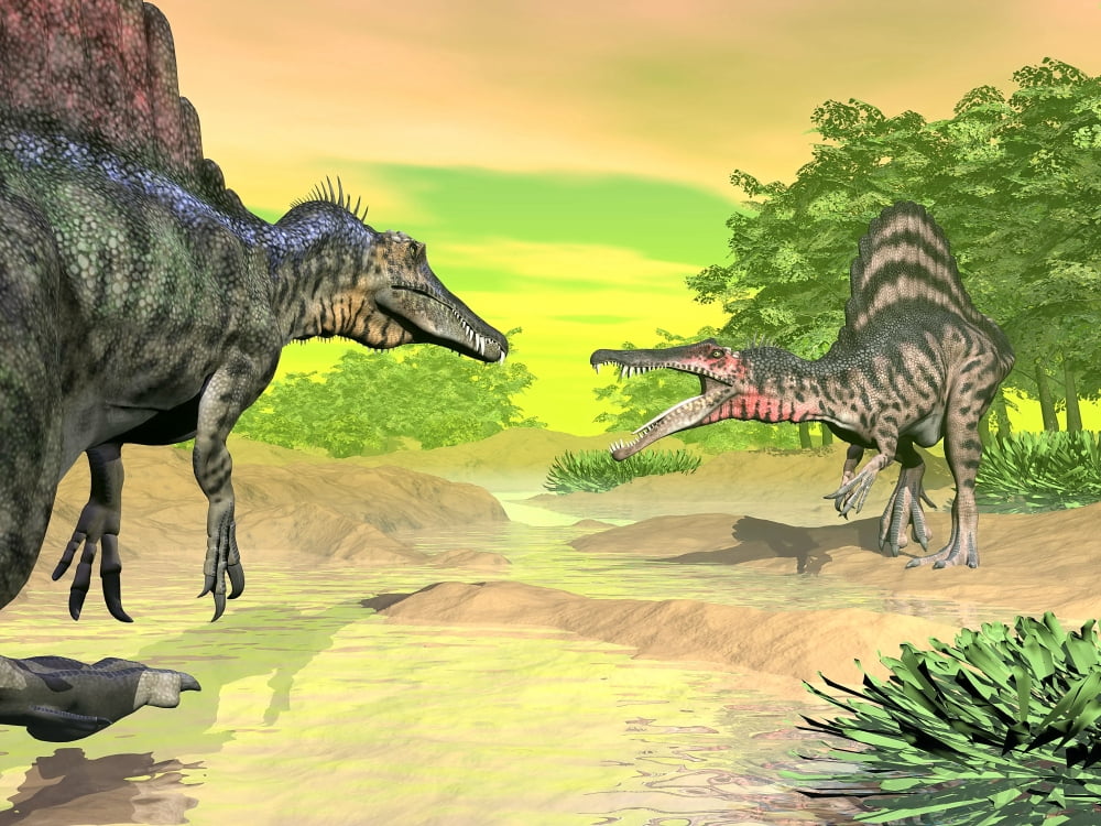 Confrontation between two Spinosaurus dinosaurs Canvas Art - Elena DuvernayStocktrek Images (17 x 13)