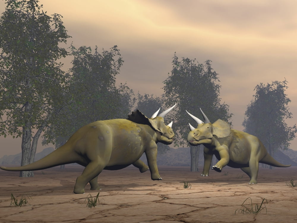 Confrontation between two Triceratops Canvas Art - Elena DuvernayStocktrek Images (33 x 25)