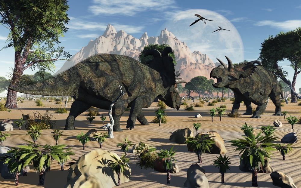 Confrontation between two male Albertaceratops Canvas Art - Mark StevensonStocktrek Images (36 x 23)
