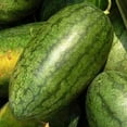 thumbnail image 1 of Congo Watermelon Seed - 1/4 LB Bulk ~900 Seeds - Heirloom, Open Pollinated, Non-GMO, Farm & Vegetable / Fruit Gardening Seeds, 1 of 2