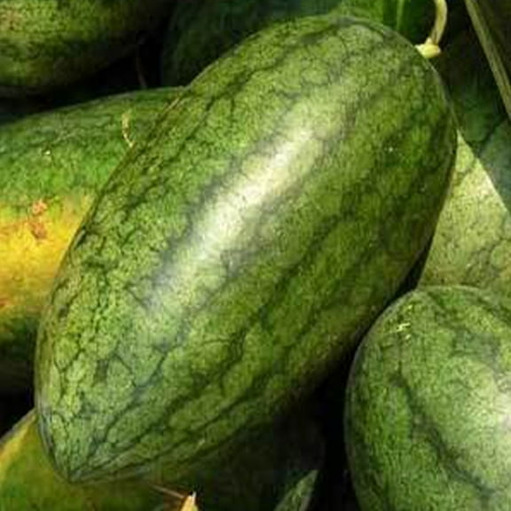 Congo Watermelon Seed - 1/4 LB Bulk ~900 Seeds - Heirloom, Open Pollinated, Non-GMO, Farm & Vegetable / Fruit Gardening Seeds