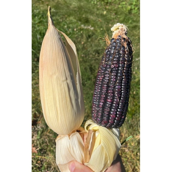 Conico Azul Blue Corn Masa Puebla Tamale Maize 20 Seed Pack