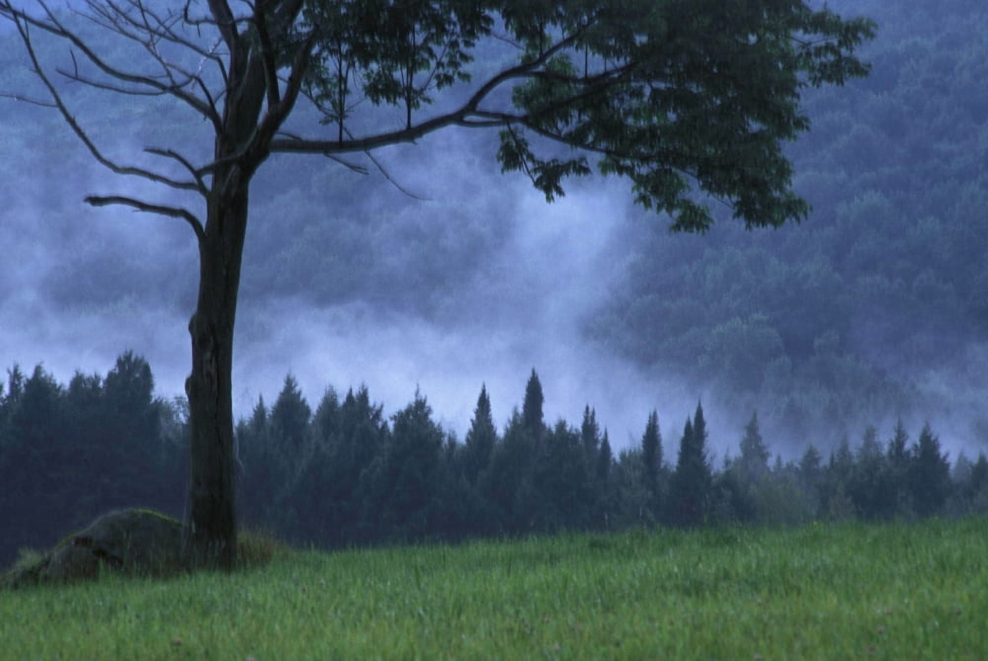 Coniferous Trees Early In The Morning Canvas Art - David Chapman Design Pics (34 x 22)