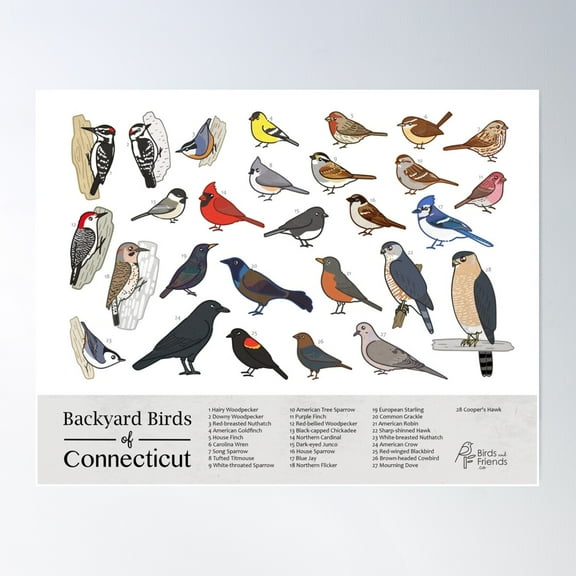 Connecticut - Backyard Birds Of Connecticut Field Guide Print - Bird Art Print - Birdsandfriends.Co Poster Wall Art, Modern Wall Decor For Living Room Bedroom, 8x12 UNFRAMED