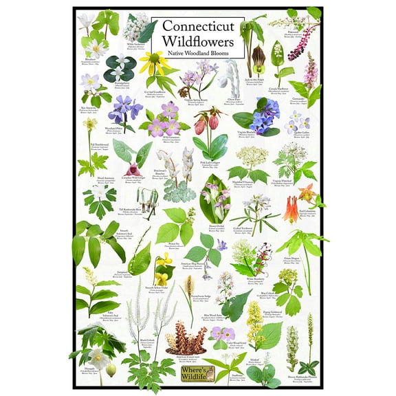Connecticut Wildflowers Poster - Native Woodland Blooms - Educational Science Chart of Connecticut Flowers