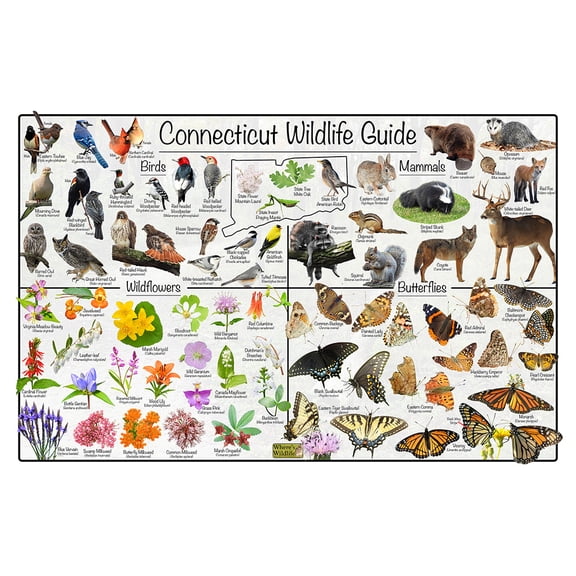 Connecticut Wildlife Guide Nature Poster -Science Chart Divided into State Birds, Mammals, Wildflowers, and Butterflies (8" x 12")
