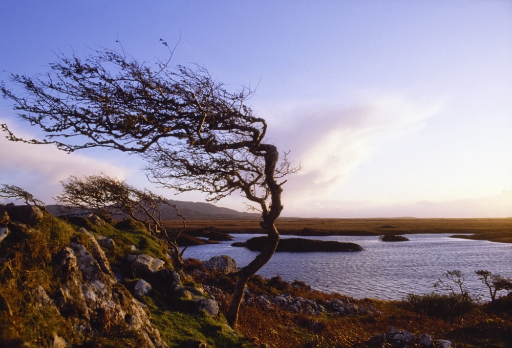 Connemara Co Galway Ireland Windblown Tree Canvas Art - The Irish Image Collection Design Pics (18 x 12)