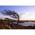 thumbnail image 1 of Connemara  Co Galway  Ireland; Windblown Tree Poster Print, 1 of 2