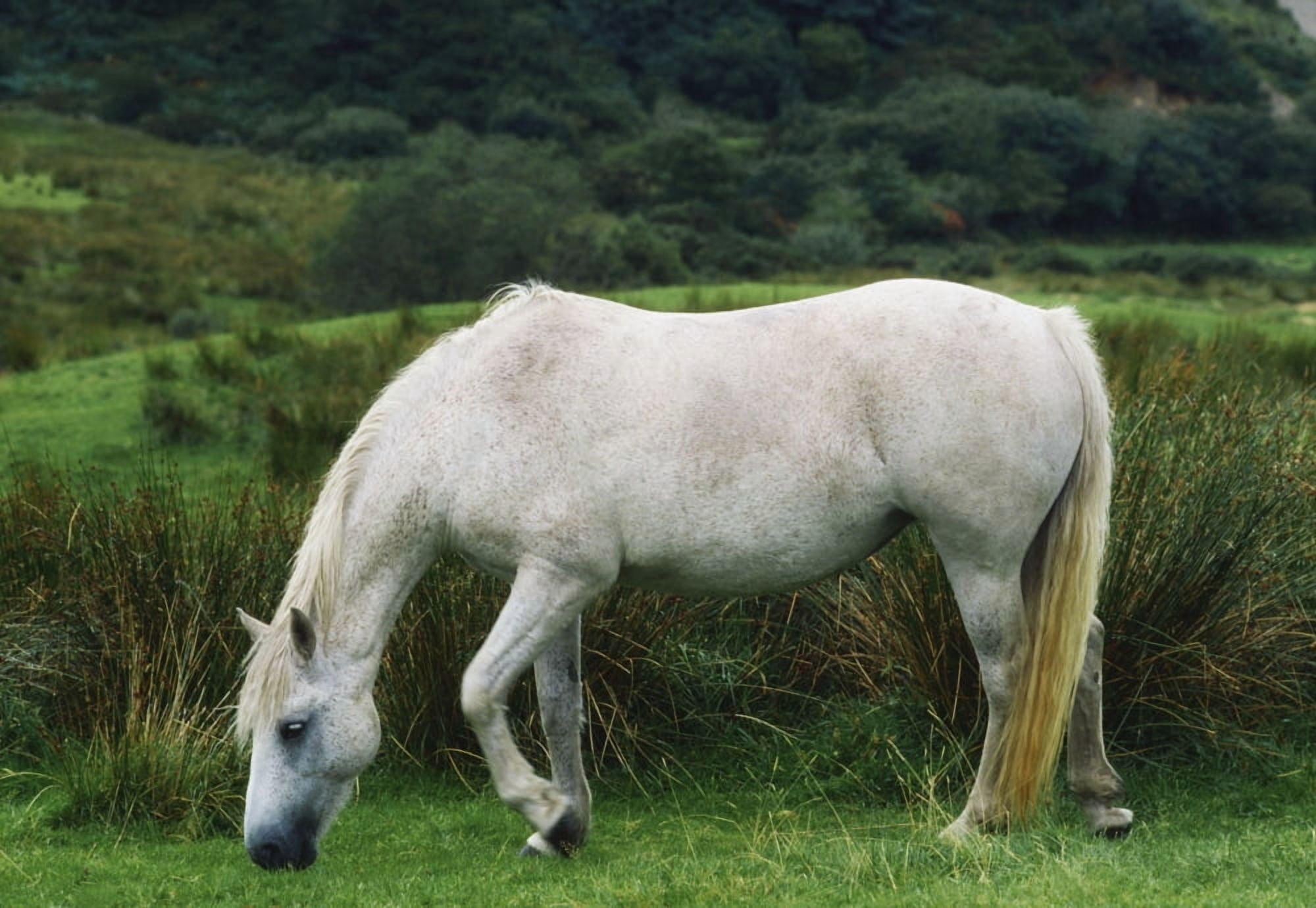 Connemara Pony Canvas Art - The Irish Image Collection Design Pics (36 x 24)