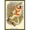thumbnail image 1 of Conquerel's Siafka- Fine Art Canvas Print (20" x 30"), 1 of 1