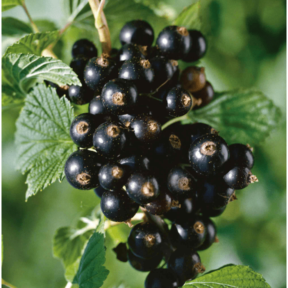 Consort Black Currant Live Plant, Hardy Berry Producing Shrub for Home Gardens 4-6 Inch Tall