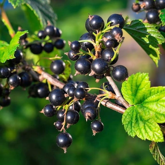 Consort Black Currant Plant Live, Black Currant Bush Live Plant, 1 Year Old, Currant Berries Currant Tree, Currant Fruit Bare Root