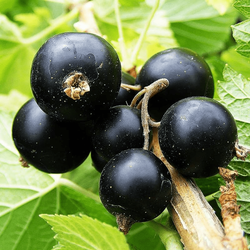 Consort Black Currant Plant Live For Planting Black Currant Berry consort-black-currant-plant-live-for-planting-black-currant-berry