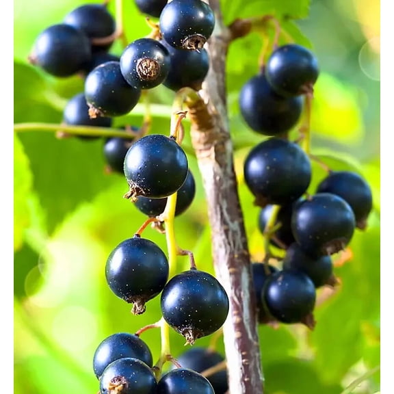 Consort Black Currant Plant Ribes Rubrum Hardy Shrub Blackcurrant Bush 6-12"Tall