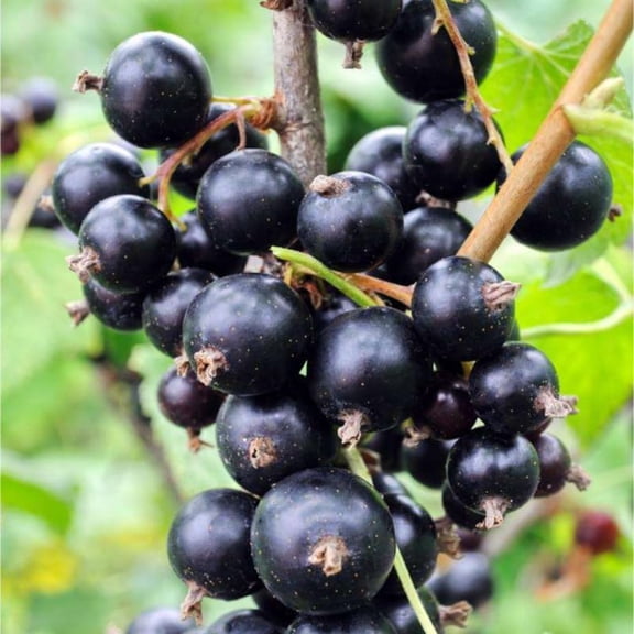 Consort Black Currant Tree Live Plant For Growing, 1 Year Old, Currant Berries Fruit Tree, Currant Plant Live For Planting Your Garden, Currant Bush Live Plant