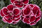 Constant Beauty™ Crush Burgundy Dianthus - 2.5" Pot
