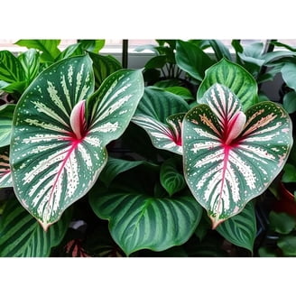 money tree lowes Pachira Aquatica aka Money Tree L – Large, Approx. 80.0cm height – 19 main image 1