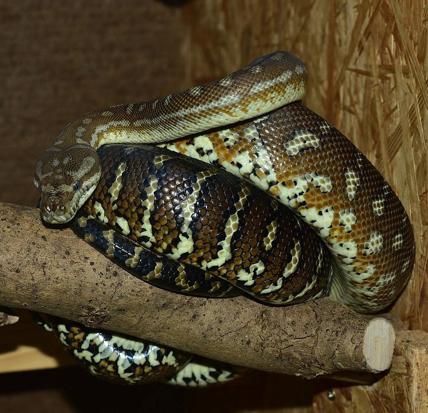 Constrictor Python Boa Snake Carpet Python Reptile - Laminated Poster ...