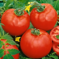 Containers Choice Red F1 Hybrid Tomato Seeds - 300 Mg Packet ~70 Seeds - Non-GMO, F1 Hybrid - Vegetable Garden - Lycopersicon esculentum