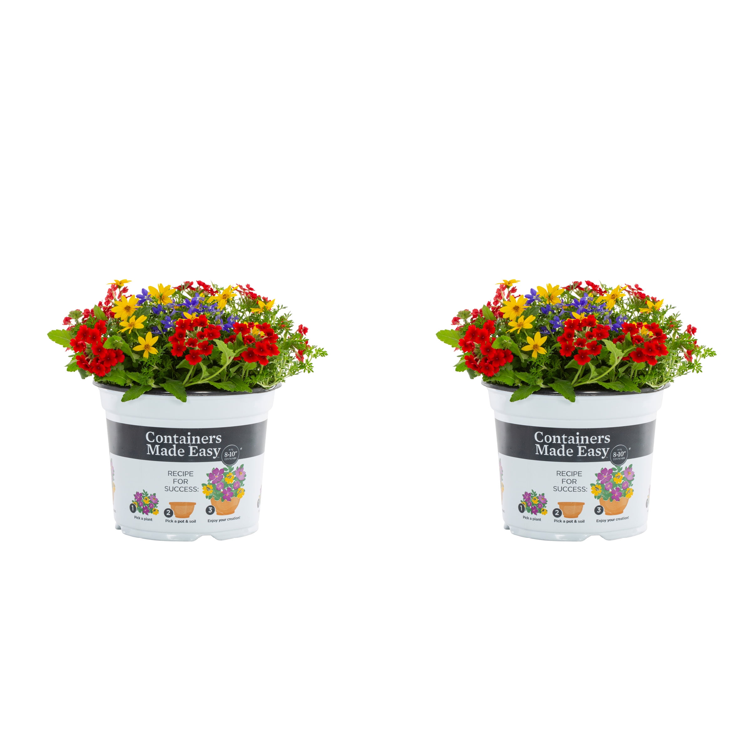 Containers Made Easy 3QT Multicolor Bidens Lobelia Verbena Live Annual Plant Sun 2-Pack