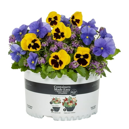 Better Homes & Gardens 1.5gal Multicolor Pansy Alyssum Live Annual Plant Sun