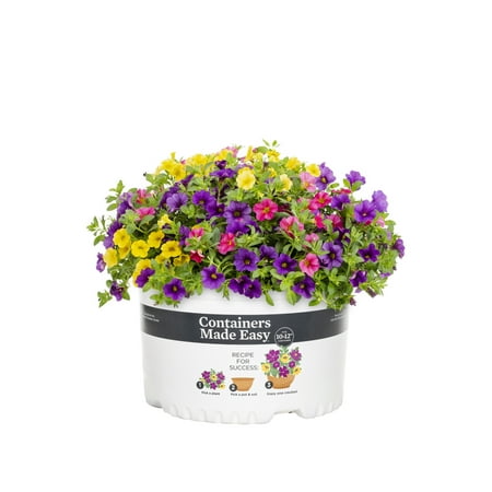 Better Homes & Gardens 1.5gal Pink Purple Yellow Calibrachoa Live Annual Plant Sun