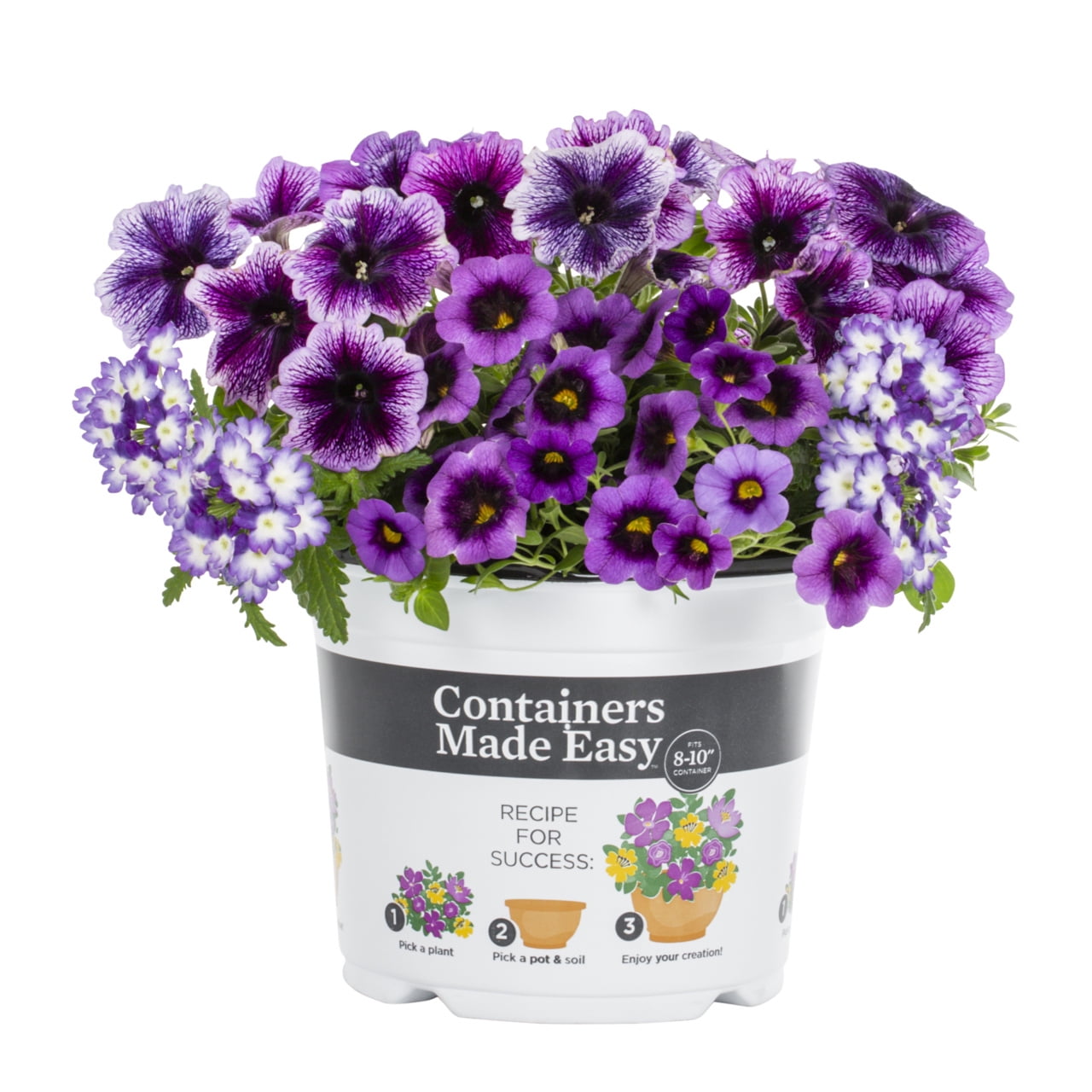 Containers Made Easy 3QT Purple Calibrachoa Petunia Verbena Shocking ...