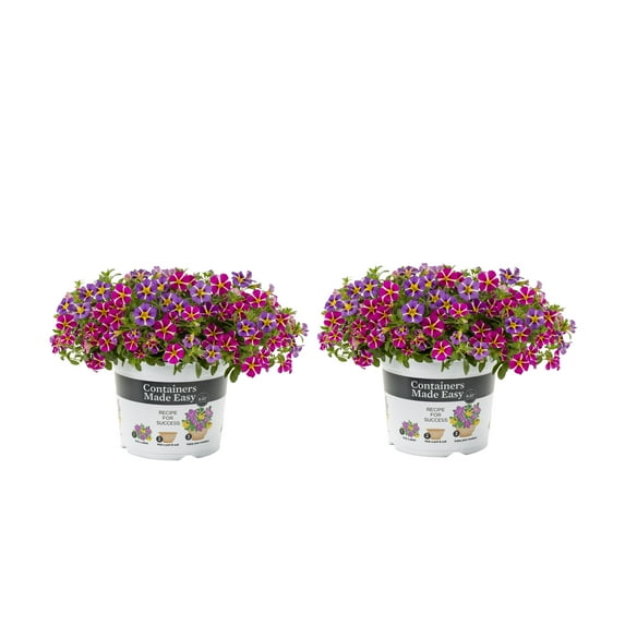 Containers Made Easy Better Homes & Gardens 3QT Pink Purple Calibrachoa Live Annual Plant Sun 2-Pack