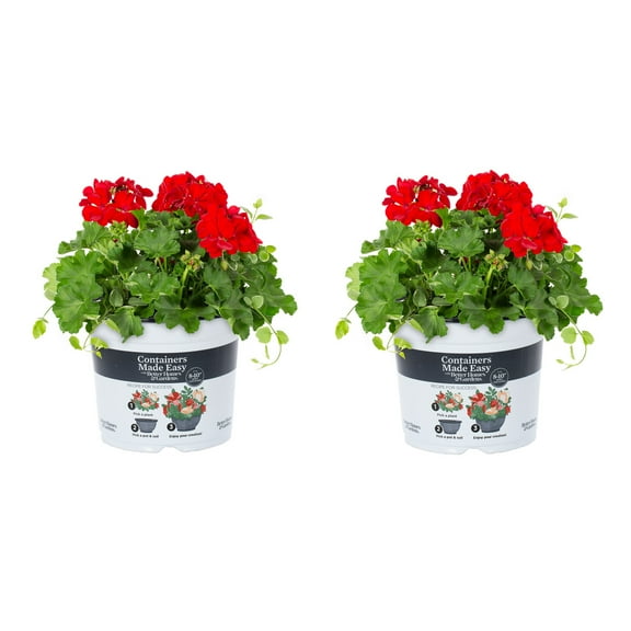 Better Homes & Gardens 3QT Red Geranium Vinca Live Annual Plant Sun 2-Pack