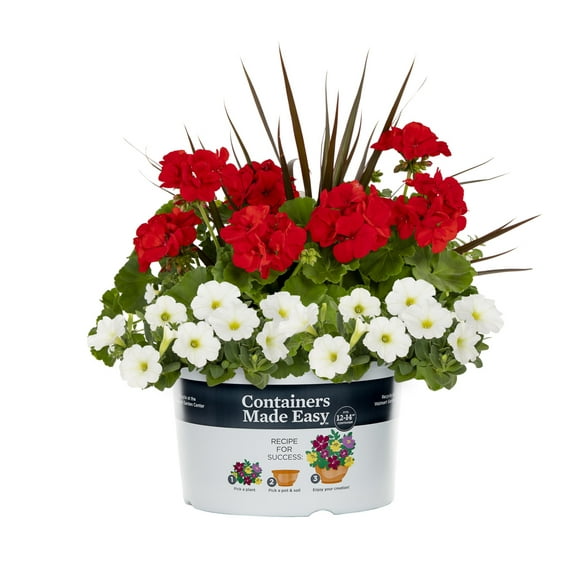 Better Homes & Gardens 2.5gal Red White Geranium Bacopa Live Annual Plant Sun
