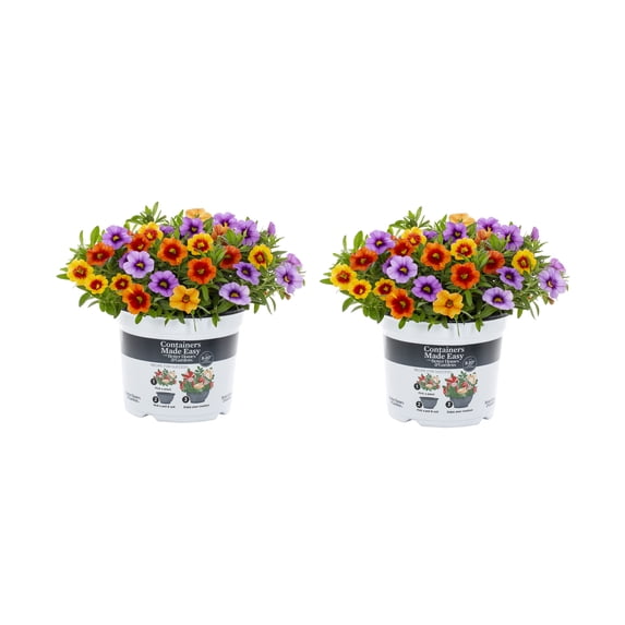 Better Homes & Gardens 3QT Hawaiian Gold Calibrachoa Live Annual Plant Sun 2-Pack