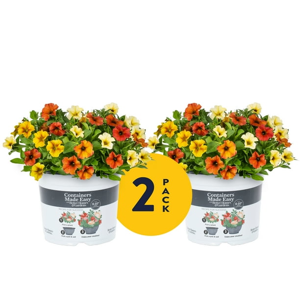 Containers Made Easy with Better Homes & Gardens 3QT MultiColor Supercal Petunias Full Sun Live