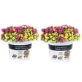 thumbnail image 1 of Better Homes & Gardens 3QT Pink Yellow Calibrachoa Live Annual Plant Sun 2-Pack, 1 of 4