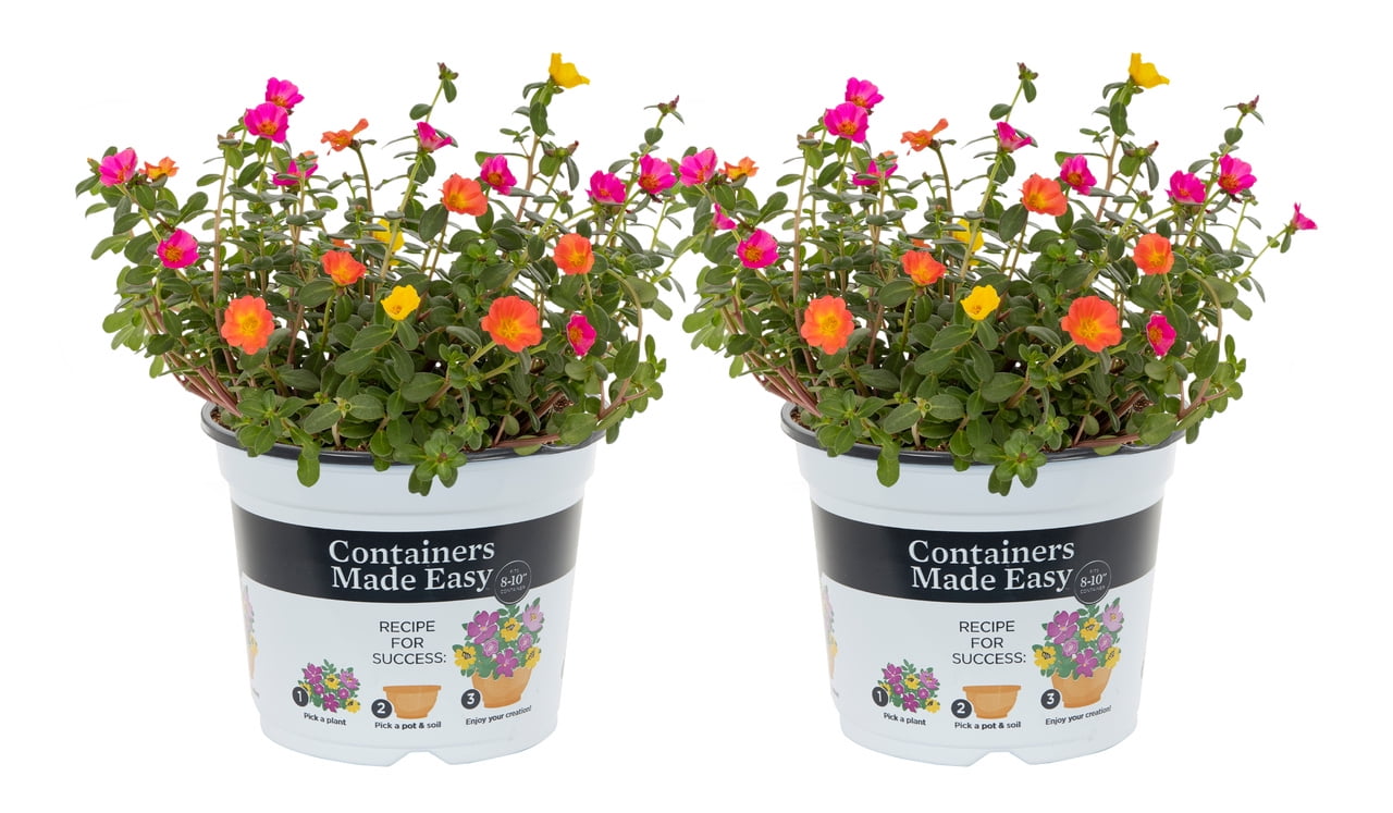 Containers Made Easy with Better Homes & Gardens 3QT Portulaca Smarty Party Pink Orange Yellow Full Sun Live Plants (2-Pack) with Pop-in Pot