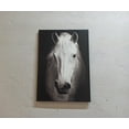 thumbnail image 1 of Contemporary Wall Art, Horse Photo Art, White Horse Canvas, White Horse Photo Print, Modern Poster, Horse Lover Gift Art, Canvas Wall Decor - Rolled Canvas, 1 of 6
