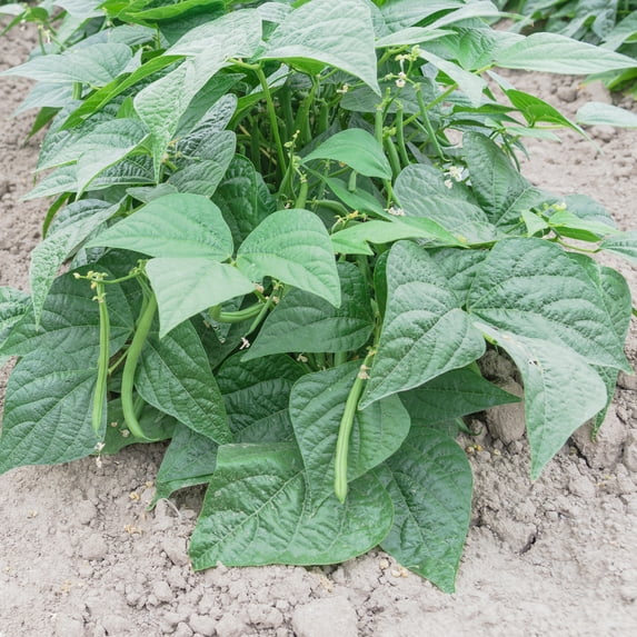 Contender Bush Bean Seeds (Treated) - 4 Oz ~400 Seeds - Non-GMO, Heirloom - Also Called Buff Valentine - Vegetable Farm & Garden Seeds - Phaseolus vulgaris