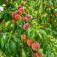 thumbnail image 1 of Contender Peach Tree, 1 of 3