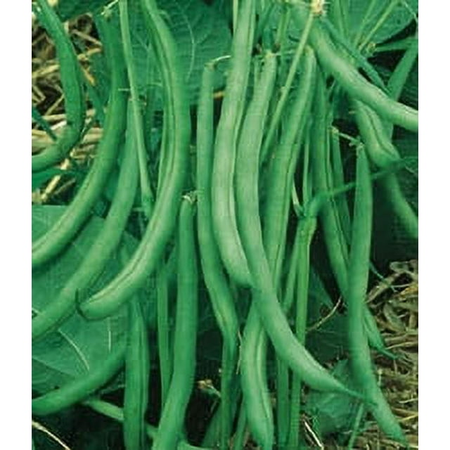 Contender Stringless Bush Bean Seeds - 1 lb - Walmart.com