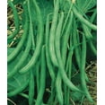 thumbnail image 1 of Contender Stringless Bush Bean Seeds - 1 lb, 1 of 1