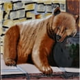 thumbnail image 1 of Continental Art Center BD-2031 8 x 8 in. Brown Bear Ceramic Art Tile, 1 of 1