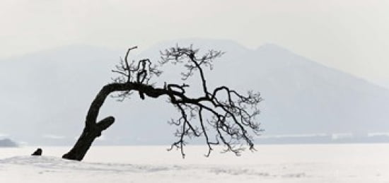 Contorted tree at a frozen lake Lake Kussharo Hokkaido Japan Canvas Art - Panoramic Images (24 x 12)