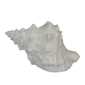 Contrast 8 inch Resin LED Conch Shell Accent Lamp Nautical Table Light