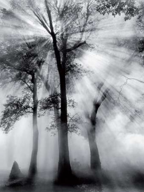 Controlled Burn & Dodge # I Canvas Art - Bob Kolbrener (18 x 24)