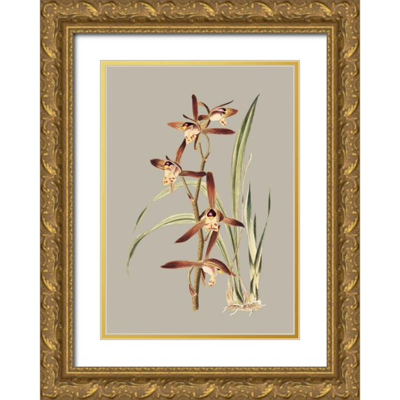 Cooke, E.W. 18x24 Gold Ornate Wood Framed with Double Matting Museum Art Print Titled - Botanical Cabinet VII