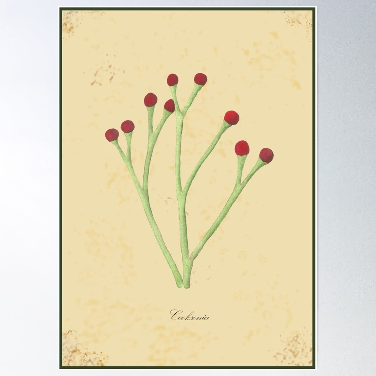 Cooksonia, Fossil Plant Poster Wall Art, Modern Wall Decor For Living Room  Bedroom, 16x24 UNFRAMED - Walmart.com
