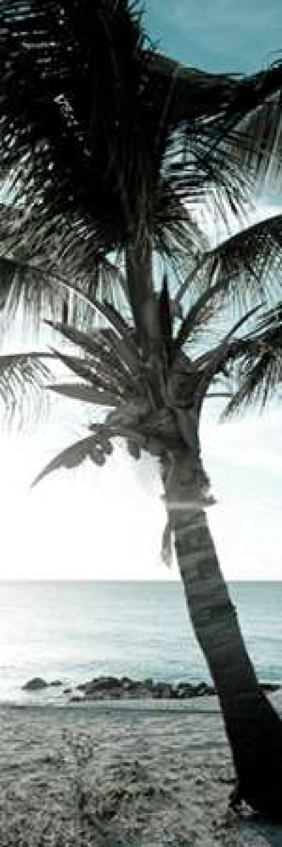 Cool Bimini Palm I Canvas Art - Susan Bryant  (12X36)
