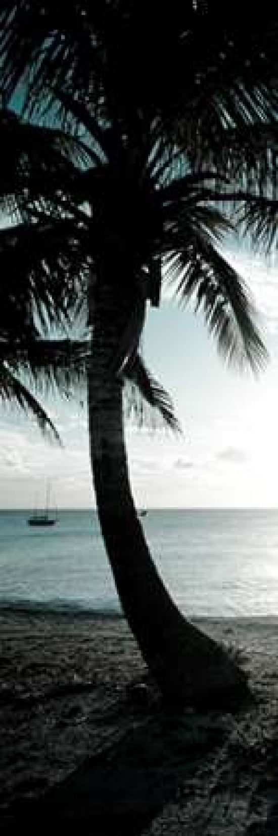 Cool Bimini Palm II Canvas Art - Susan Bryant (12X36)